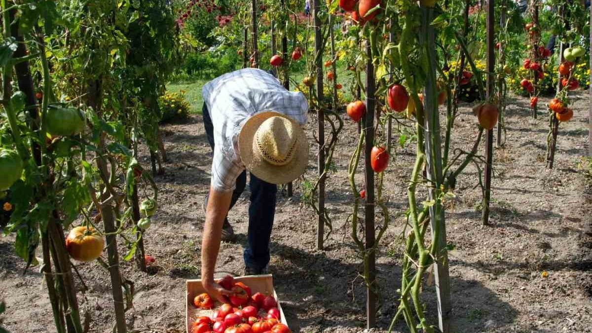 How To Easily Get A Canada Fruit Picker Job In 2024 Flash Ca