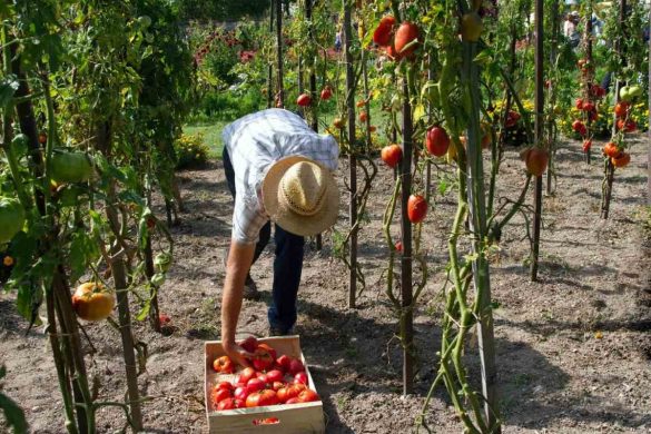 How To Easily Get A Canada Fruit Picker Job In 2024 Flash Ca