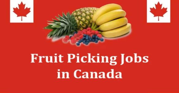 How To Easily Get A Canada Fruit Picker Job In 2024 Flash Ca